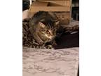 Adopt Coon a Tiger Striped Domestic Shorthair / Mixed (short coat) cat in