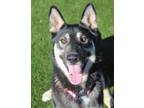Adopt Tasha a Black Shepherd (Unknown Type) / Mixed dog in Red Bluff