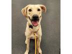 Adopt Jolene a Tan/Yellow/Fawn Black Mouth Cur / Mixed dog in Madison