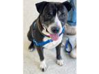 Adopt Rottie a Black American Pit Bull Terrier / Mixed dog in Indianapolis
