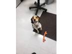 Adopt DAISY a Tricolor (Tan/Brown & Black & White) Beagle / Mixed dog in