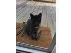 Adopt Little a Black (Mostly) American Shorthair / Mixed (short coat) cat in