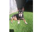 Adopt Spike a Black - with Tan, Yellow or Fawn Miniature Pinscher / Mixed dog in