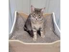 Adopt Micah a Gray or Blue Domestic Shorthair / Mixed cat in Melfort