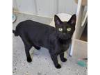 Adopt Calypso a All Black Domestic Shorthair / Mixed cat in Melfort
