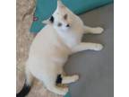 Adopt Atticus AN a White (Mostly) Turkish Van (short coat) cat in Phoenix