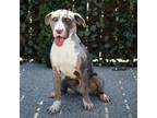 Adopt Lager a Gray/Silver/Salt & Pepper - with Black Catahoula Leopard Dog /