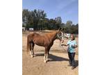 Adopt Jake a Chestnut/Sorrel Appendix / Paint/Pinto horse in Solvang