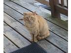 Adopt Flerken a Orange or Red Tabby Domestic Shorthair / Mixed (short coat) cat