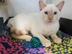 Adopt CHEETO a Brown or Chocolate (Mostly) Siamese / Mixed (short coat) cat in
