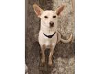 Adopt Rigby a Tan/Yellow/Fawn - with White Rat Terrier / Mixed dog in Houston