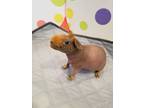 Adopt Bumble a Brown or Chocolate Guinea Pig (hairless coat) small animal in