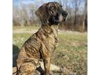 Adopt Waylon a Brindle Plott Hound / Mixed dog in Delaplane, VA (33413146)