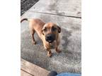 Adopt Maverick a Tan/Yellow/Fawn - with Black Boxer / Dachshund / Mixed dog in