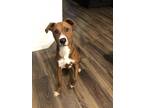 Adopt Kujo a Brown/Chocolate - with White American Staffordshire Terrier /