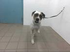 Adopt KING a White Boxer / Mixed dog in Albuquerque, NM (33411802)