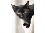 Adopt Pixie a All Black Domestic Shorthair / Domestic Shorthair / Mixed cat in