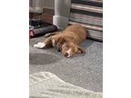 Adopt Bailey a Gray/Blue/Silver/Salt & Pepper Labrador Retriever / Coonhound /
