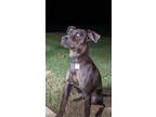 Adopt Blue a Black - with Gray or Silver Catahoula Leopard Dog / Mixed dog in