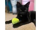 Adopt Litha a All Black Domestic Shorthair / Mixed cat in Huntsville