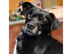Adopt Boomer a Black Dachshund / Mixed dog in Wichita, KS (33409977)