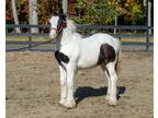 Stunning Gypsy colt with one blue eye Located in Cherry Hill New Jersey