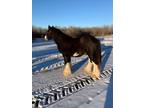 Top quality Mini Gypsy stallion In Saskatchewan Canada