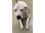 Adopt Laila a Catahoula Leopard Dog, Pit Bull Terrier