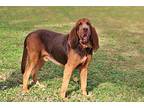 HANK Bloodhound Adult Male