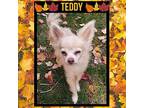 TEDDY Chihuahua Adult Male