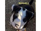 MAXWELL American Bulldog Puppy Male
