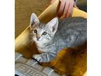Droopy Domestic Shorthair Kitten Male