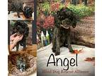 Angel adoption pending Poodle (Miniature) Adult Female