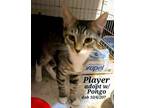 Adopt Pongo and player a American Shorthair