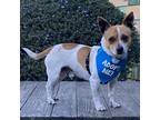 Rascal Jack Russell Terrier Adult Male