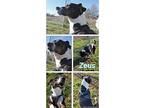 Zeus American Staffordshire Terrier Senior Male
