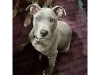 Dutchess American Staffordshire Terrier Puppy Female