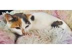 PENELOPE Domestic Shorthair Young Female