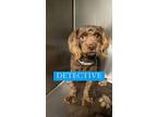 Detective Cavalier King Charles Spaniel Young Male