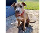 Sissy American Staffordshire Terrier Young Female