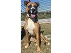 Chester Boxer Adult Male