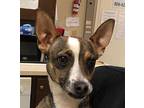 George Rat Terrier Young Male