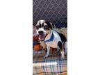 Patch Rat Terrier Young Male
