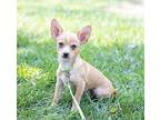 Milo Chihuahua Puppy Male