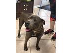 Rocky American Staffordshire Terrier Young Male