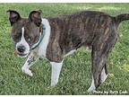 Chester Boston Terrier Adult Male