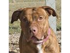 Hope Pit Bull Terrier Young Female