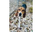 Lucy Lou Treeing Walker Coonhound Female