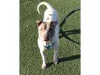 Stirling Shar Pei Adult Male
