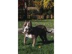 Arlo American Staffordshire Terrier Young Male